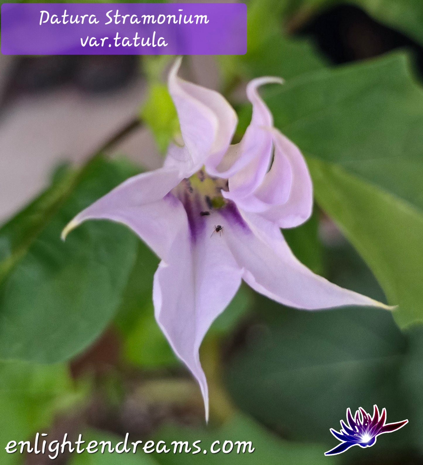 10 Datura S. Tatula Seeds