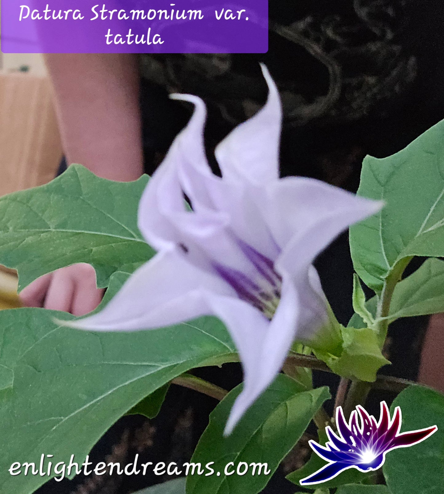 10 Datura S. Tatula Seeds