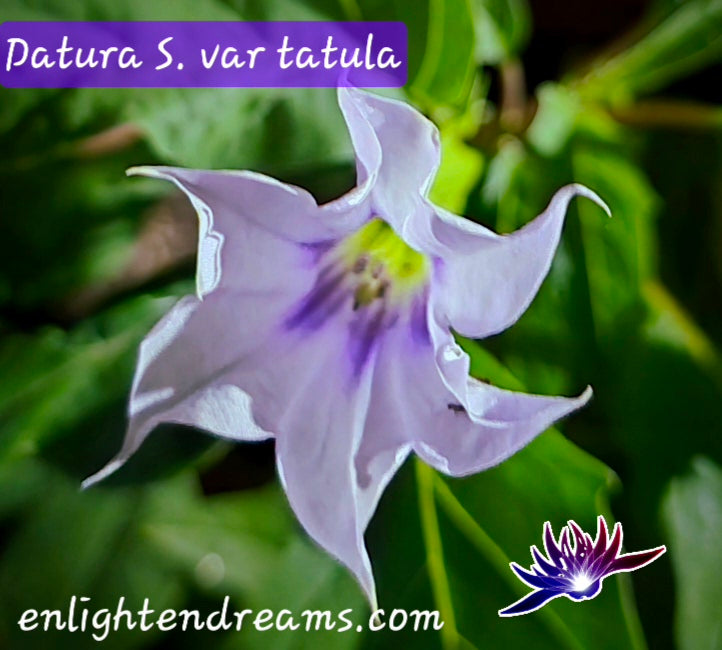 10 Datura S. Tatula Seeds