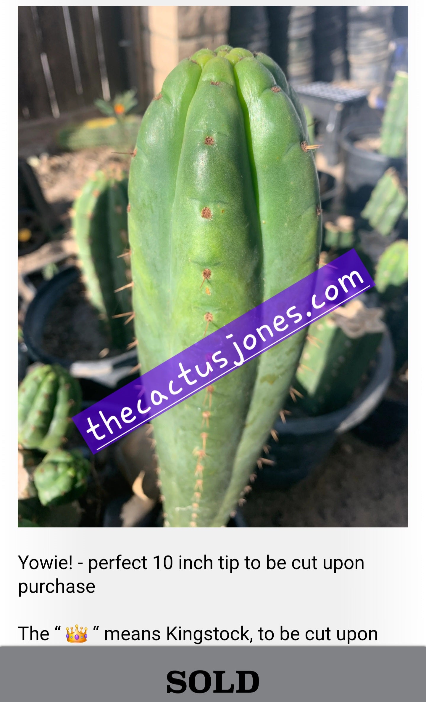 Trichocereus Pachanoi "Yowie" 100 Seeds