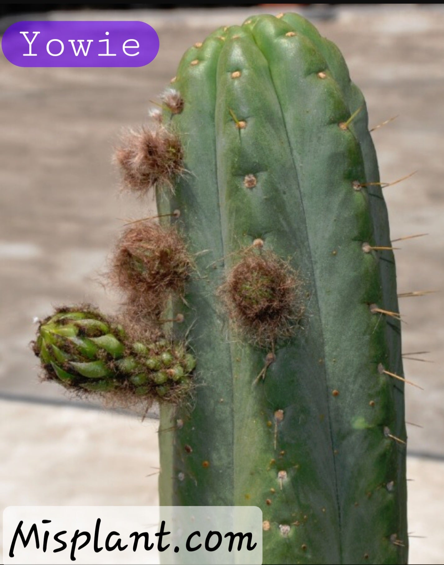 Trichocereus Pachanoi "Yowie" 100 Seeds