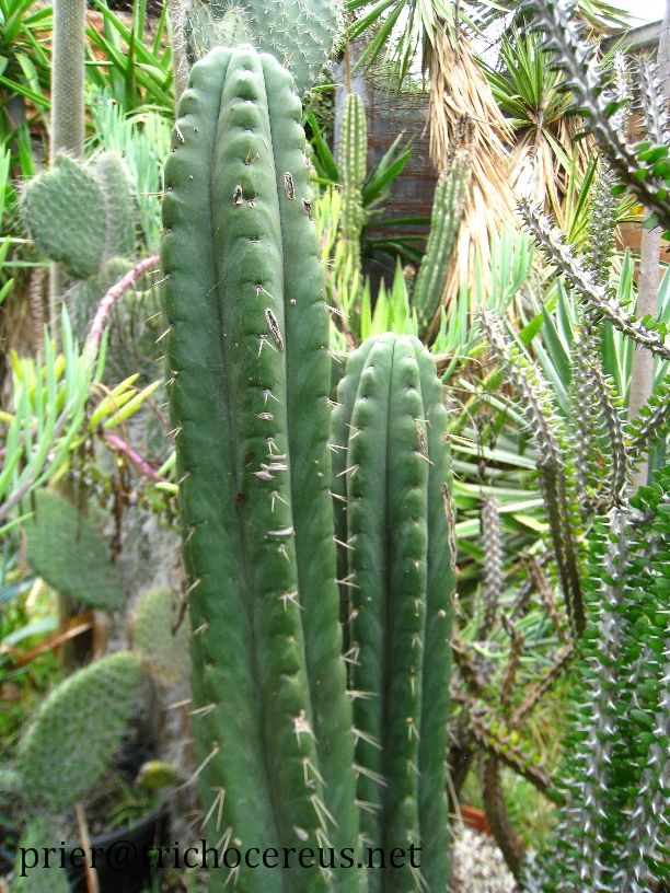 Trichocereus Pachanoi "Yowie" 100 Seeds