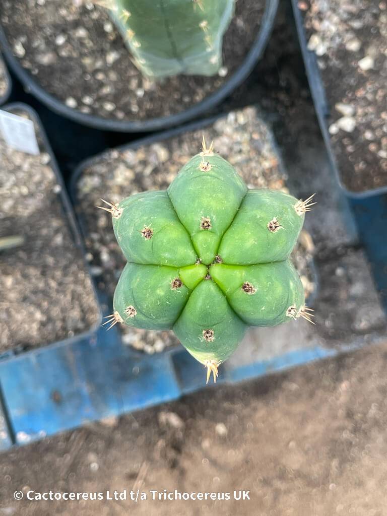 Trichocereus Pachanoi "Yowie" 100 Seeds