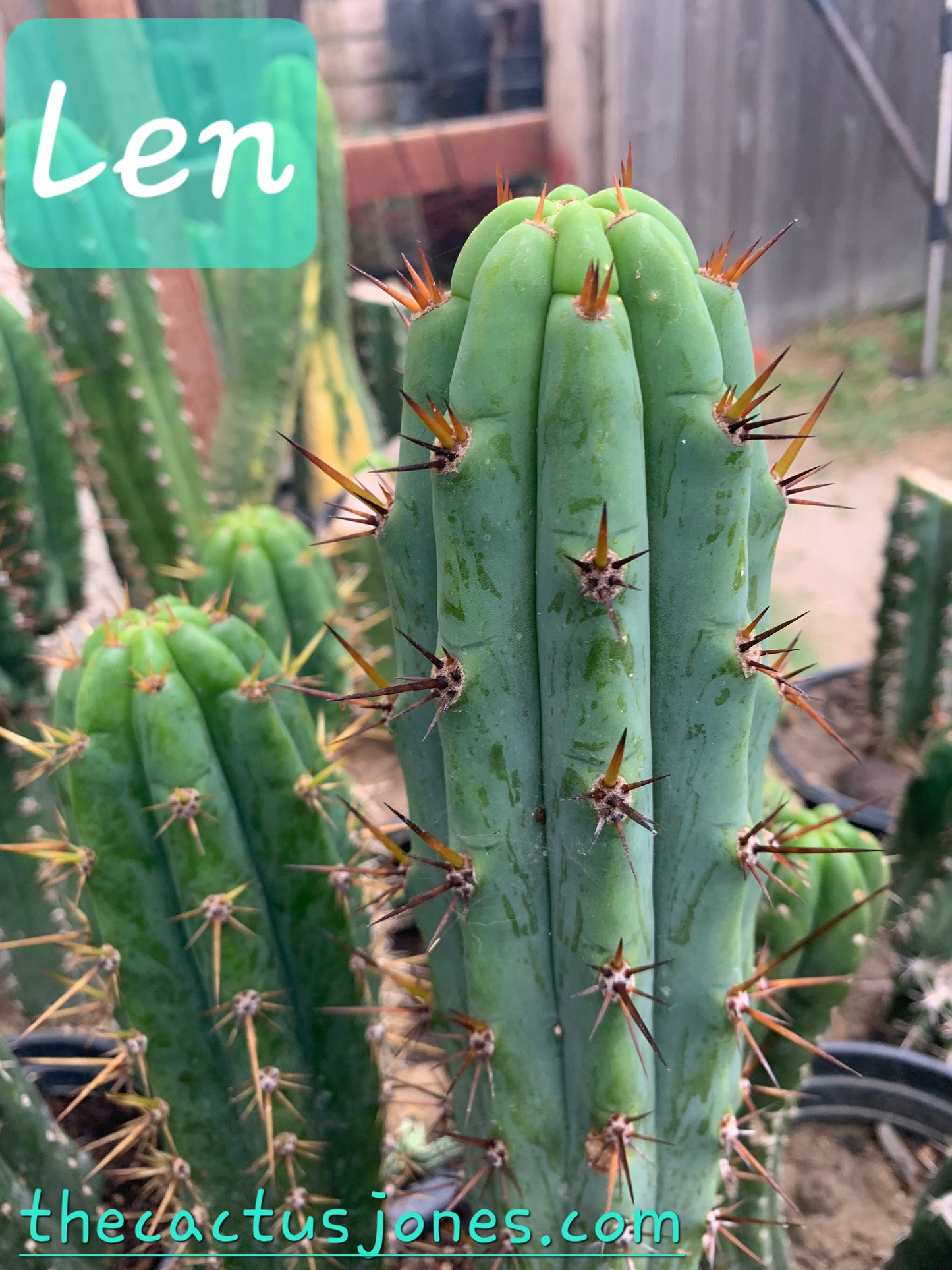 25+ SinaxLen Seeds