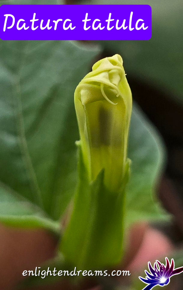 10 Datura S. Tatula Seeds