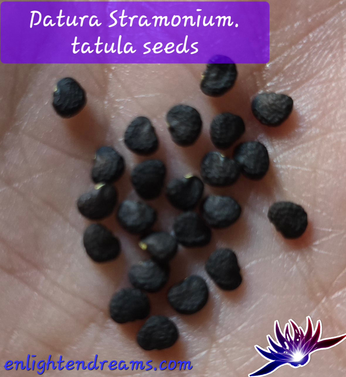 10 Datura S. Tatula Seeds