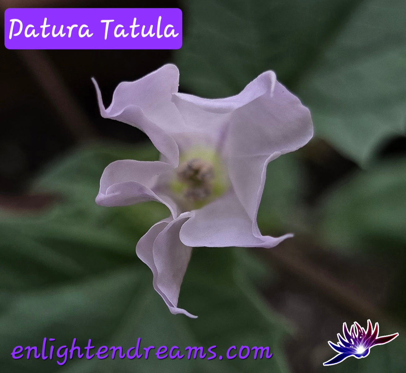 10 Datura S. Tatula Seeds