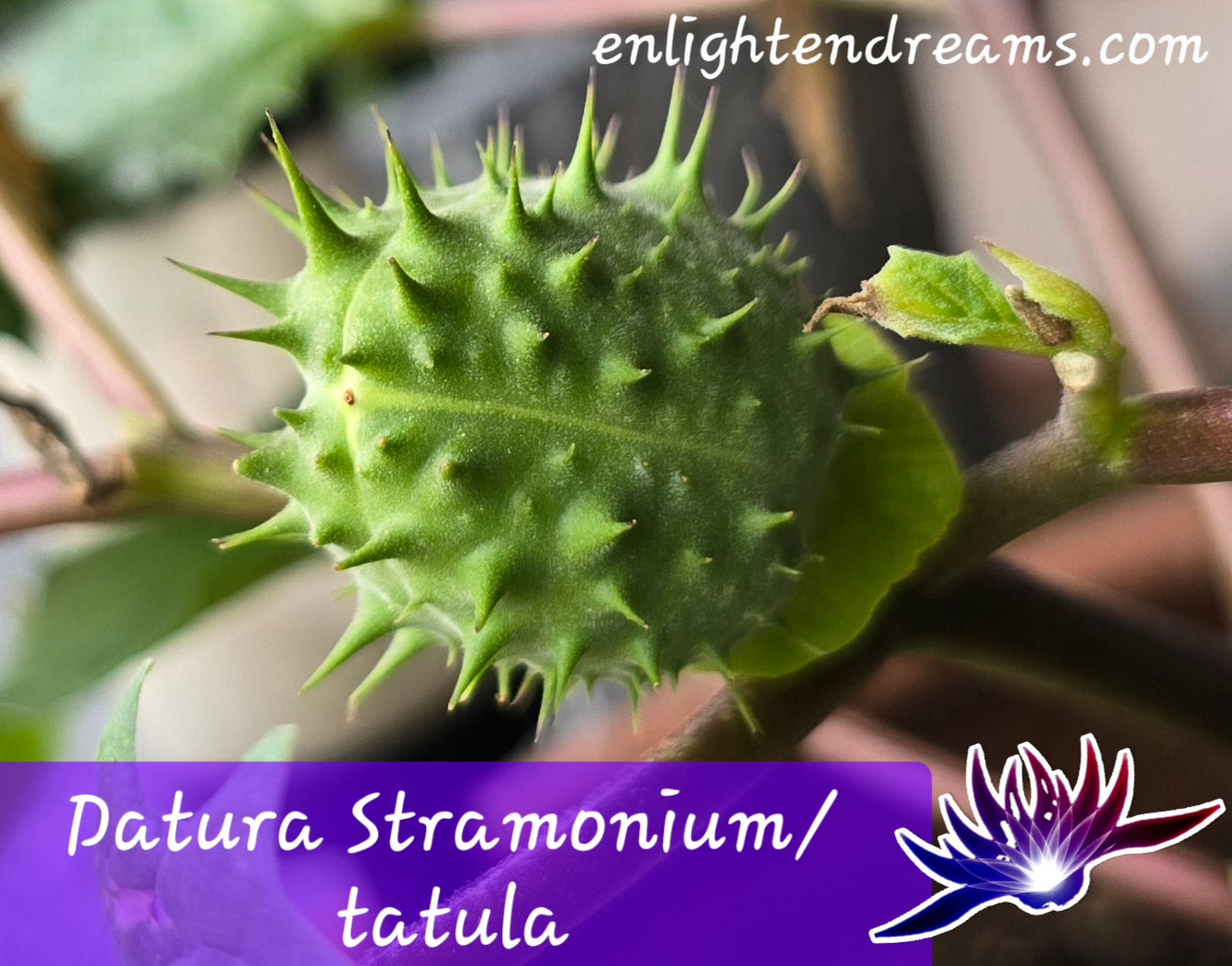 10 Datura S. Tatula Seeds