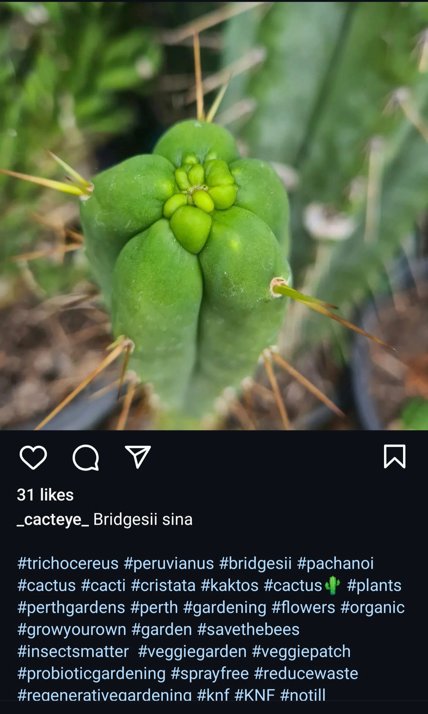 25+ SinaxLen Seeds