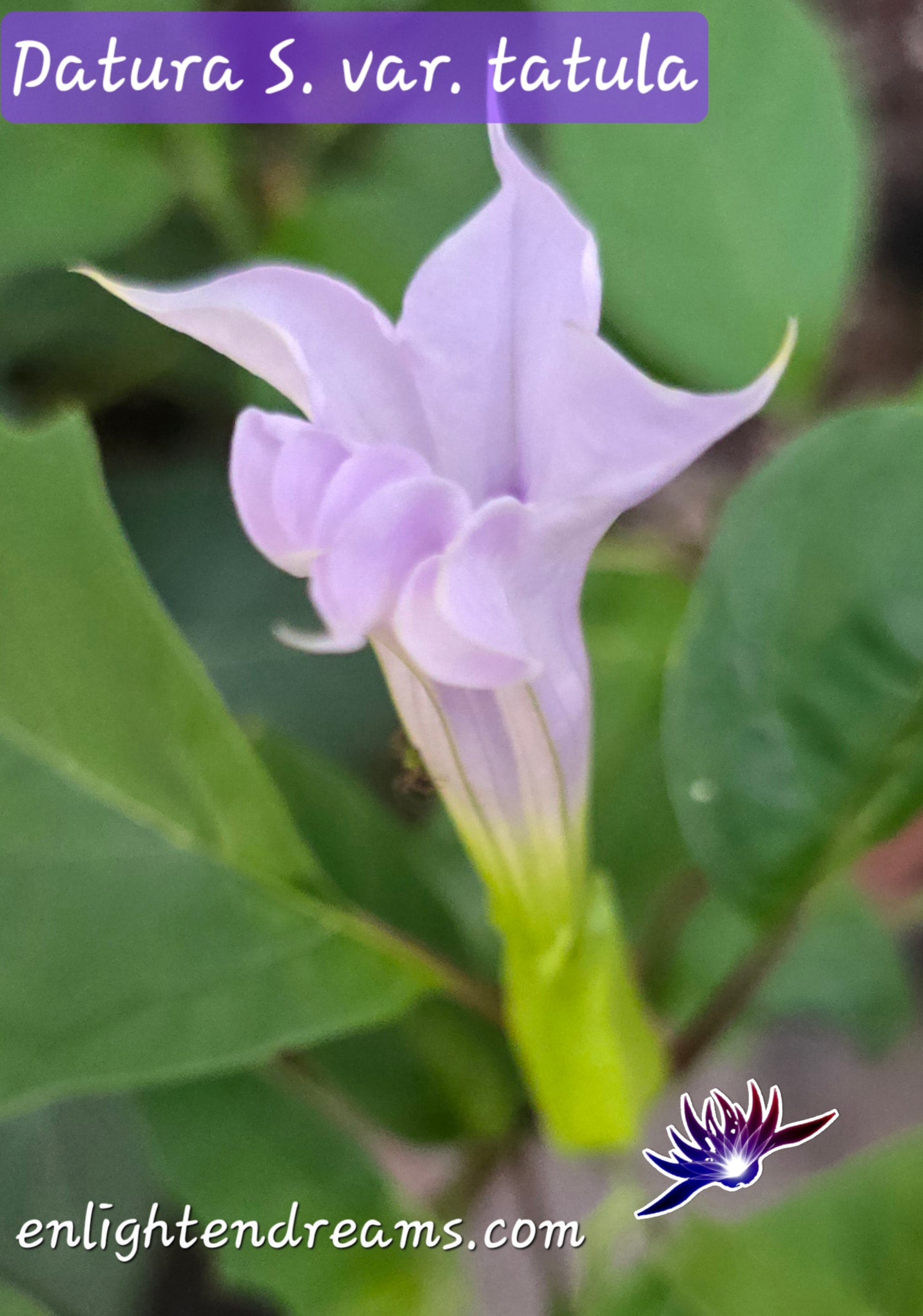 10 Datura S. Tatula Seeds