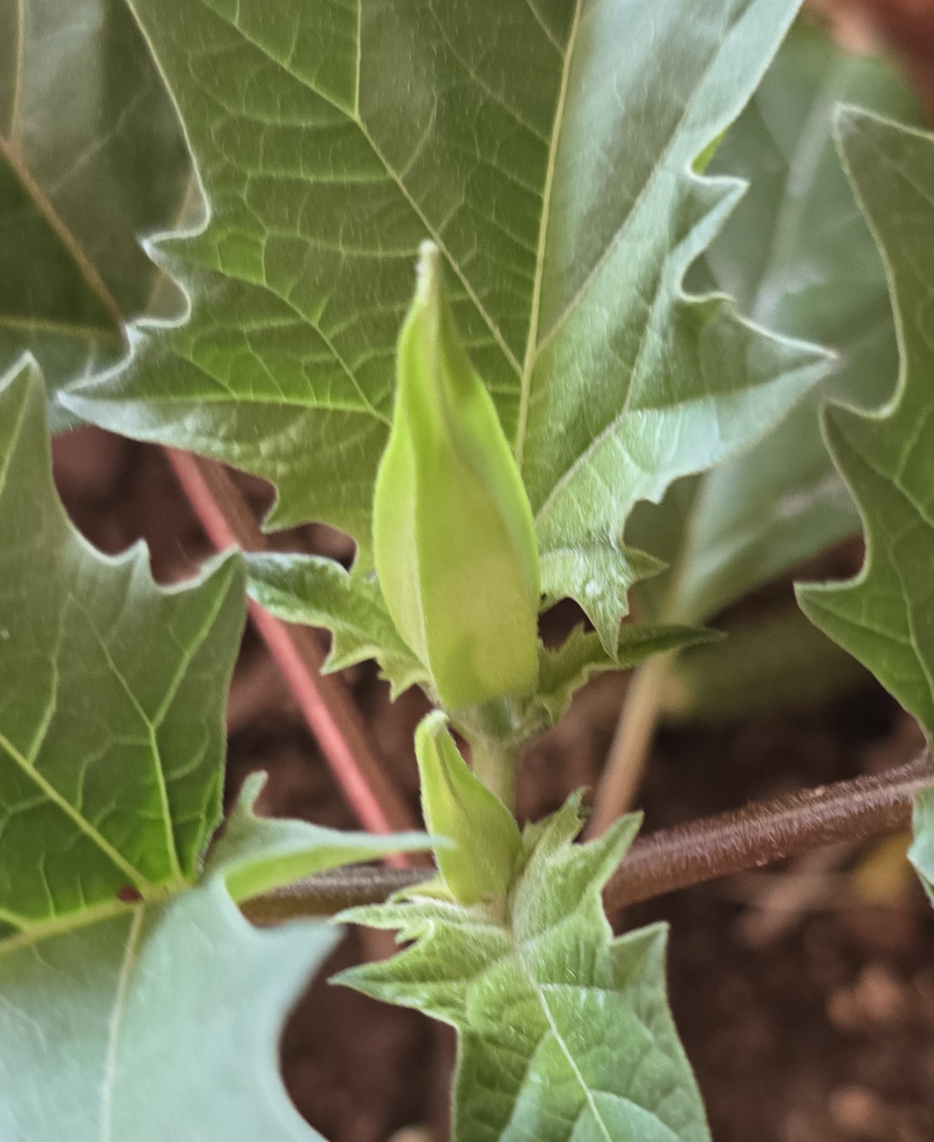 10 Datura S. Tatula Seeds