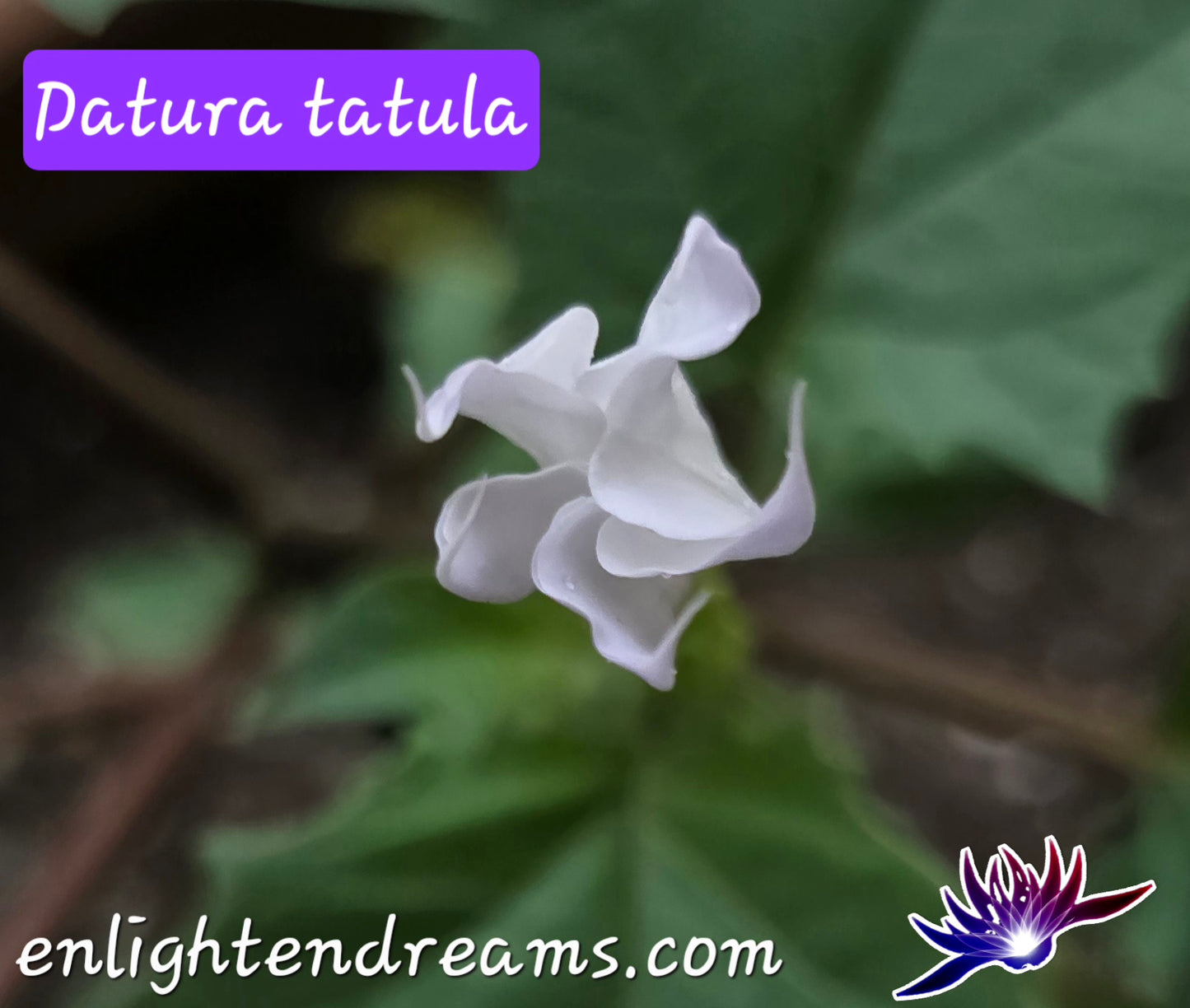 10 Datura S. Tatula Seeds