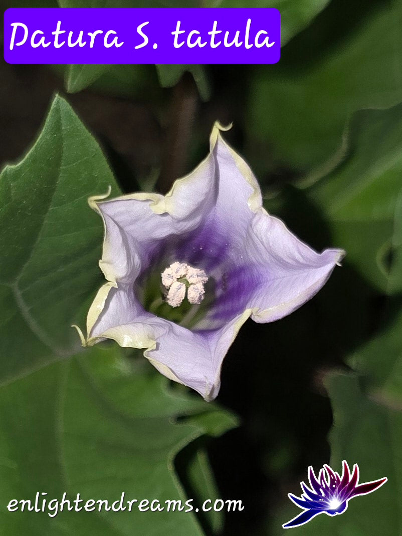 10 Datura S. Tatula Seeds
