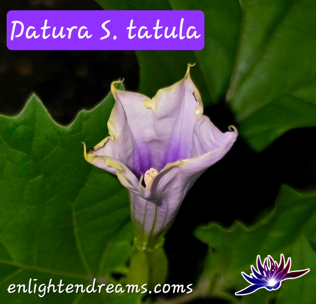 10 Datura S. Tatula Seeds